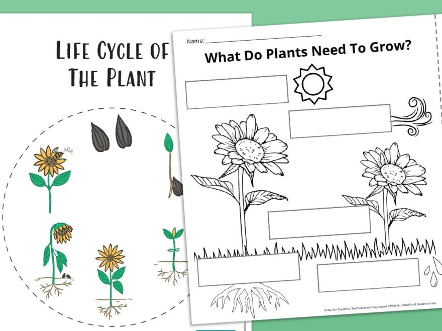 Plant Life Cycle Worksheet Bundle Free Printables