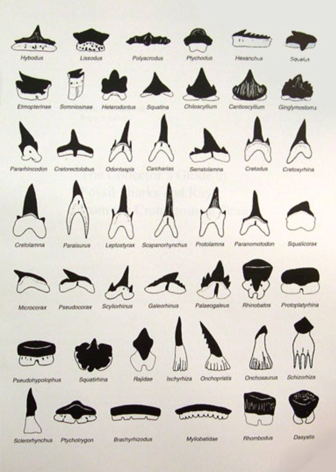 9 Teeth From Ocean Ideas Shark Tooth Fossil Fossilized Shark Teeth Teeth