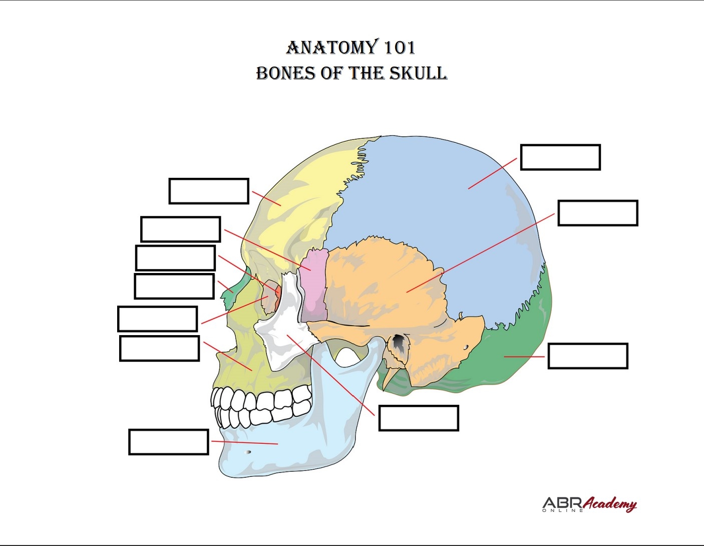 Printable Cranial Bones Flashcards With Pictures