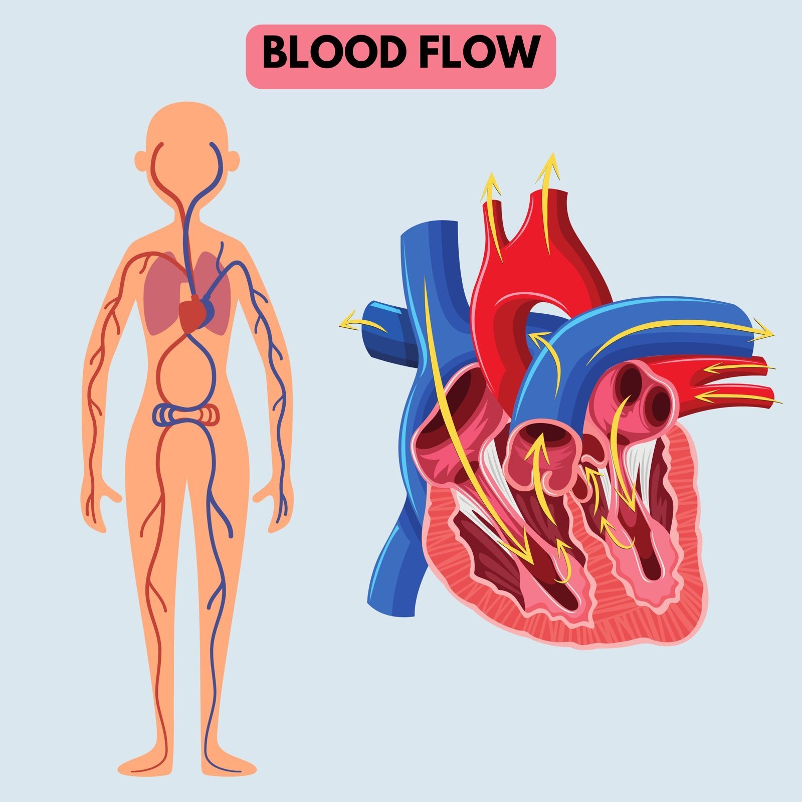 Blood Flow Of The Human Coloring Page Coloring Pages Mimi Panda