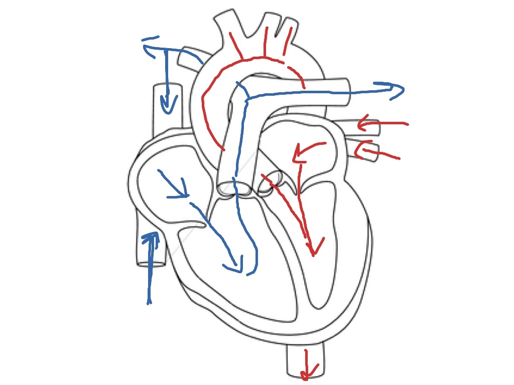 Blood Flow Through The Heart Physiology Biology ShowMe