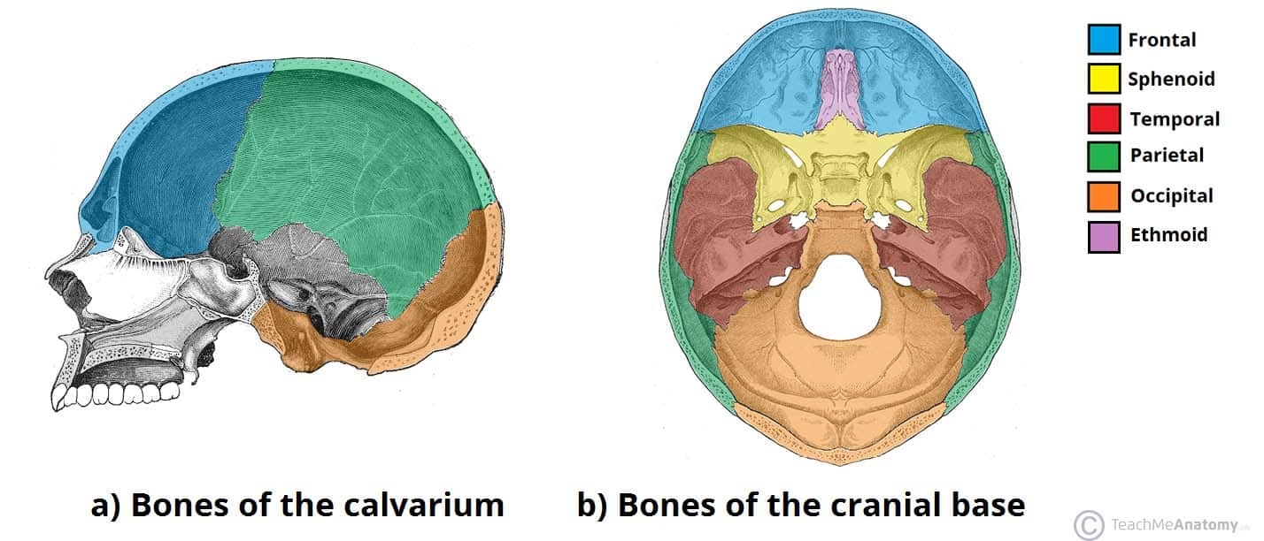 Bones Of The Skull Structure Fractures TeachMeAnatomy