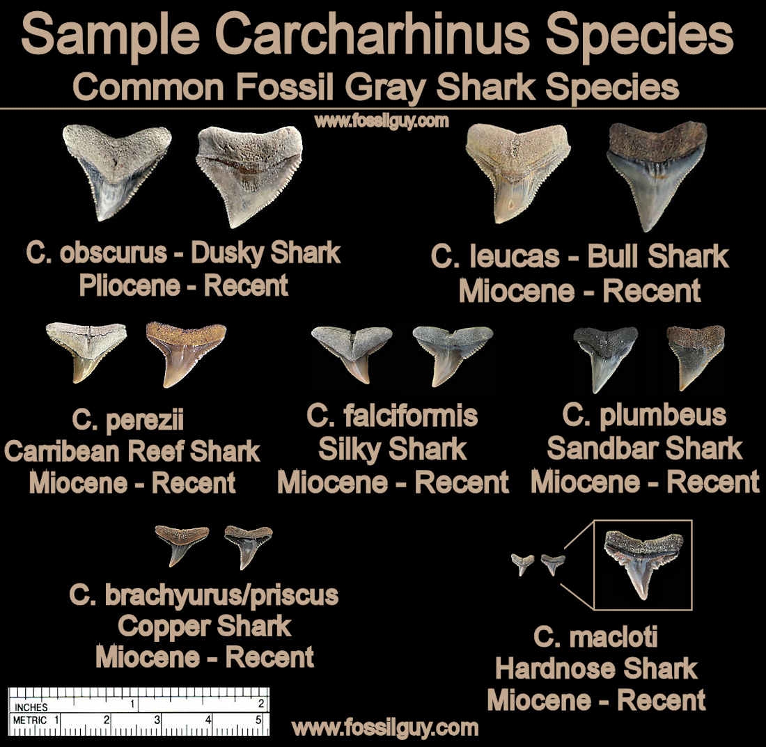 Printable Shark Teeth Identification Chart