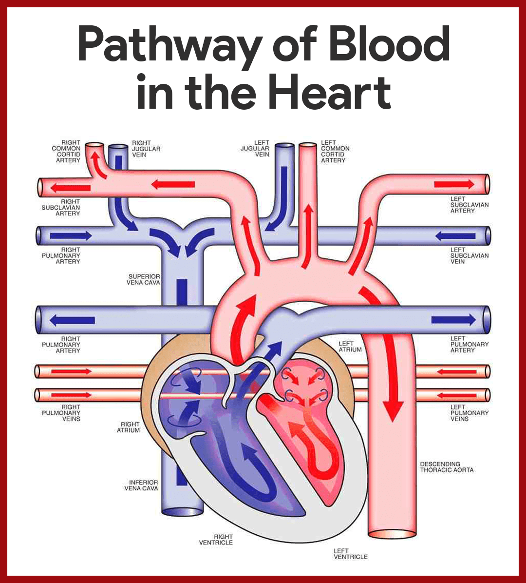 Cardiovascular System Anatomy And Physiology Study Guide For Nurses