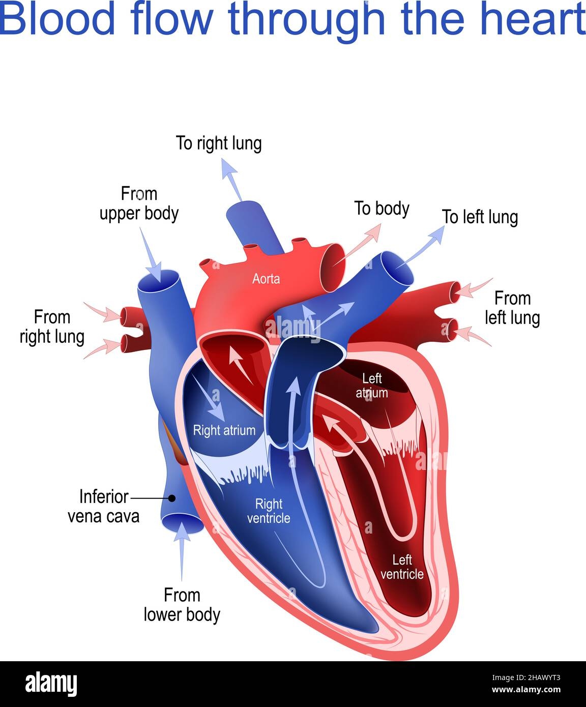 Circulation Of Blood Through The Heart Cross Section Of Human Heart The Arrows Show The Direction Of Blood Flow Main Parts Of Heart Vector Stock Vector Image Art Alamy