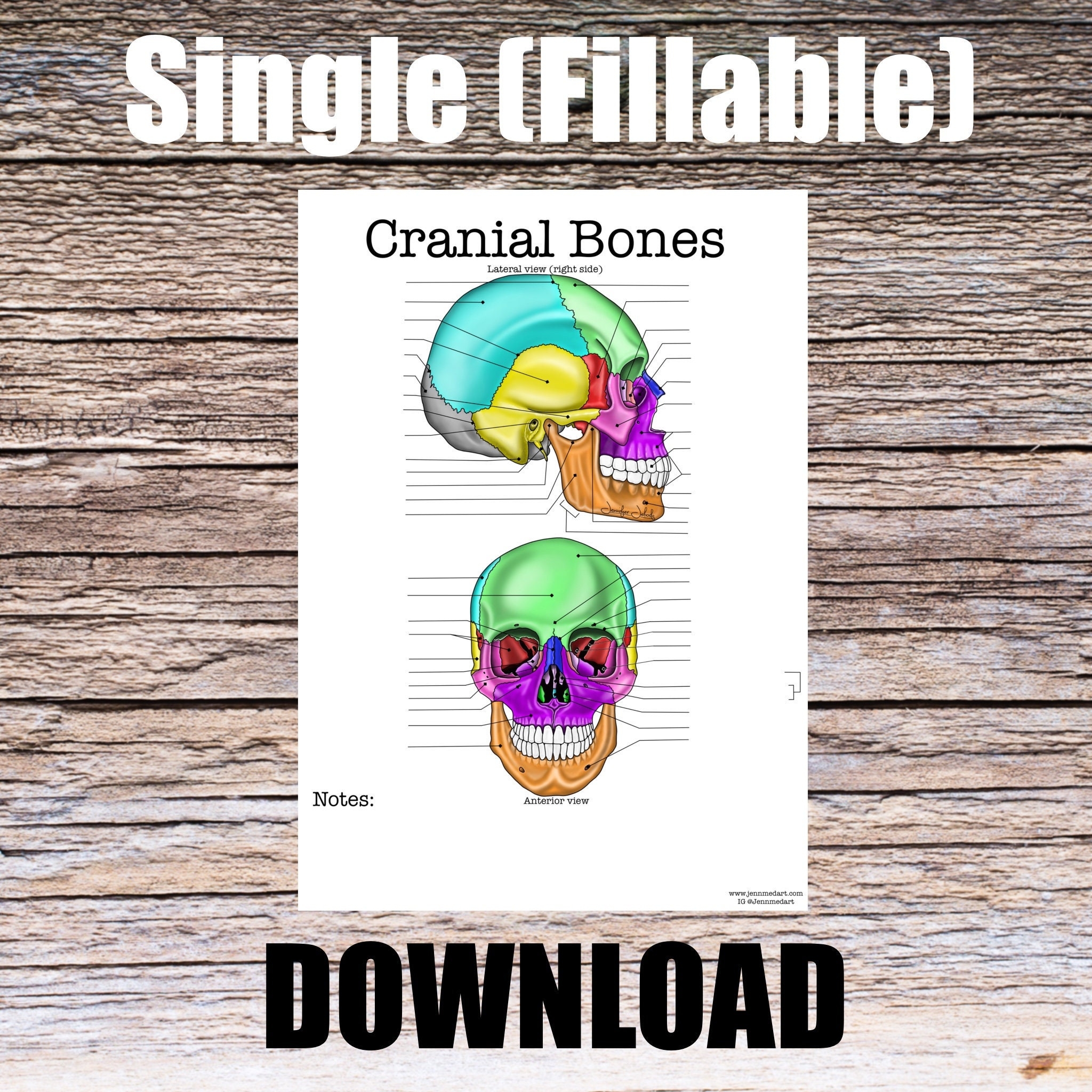Cranial Bones Anatomy Worksheet Single FILLABLE Digital Download Human Anatomy Notes Anatomy Art Learning Anatomy Medical Poster Student Etsy