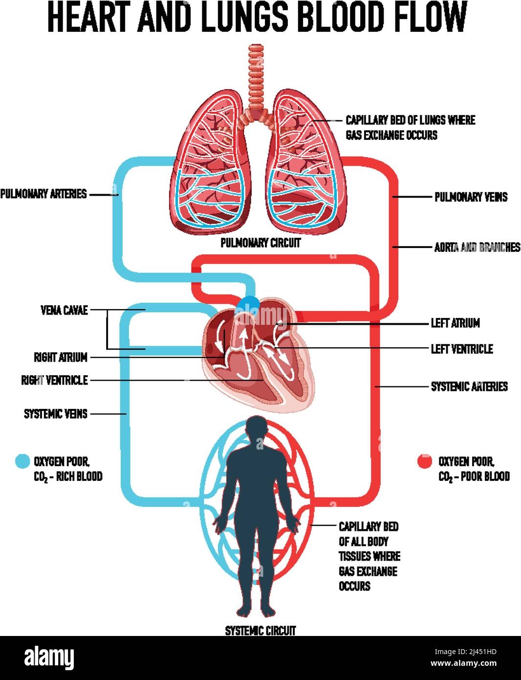 Printable Of Blood Flow Through The Heart