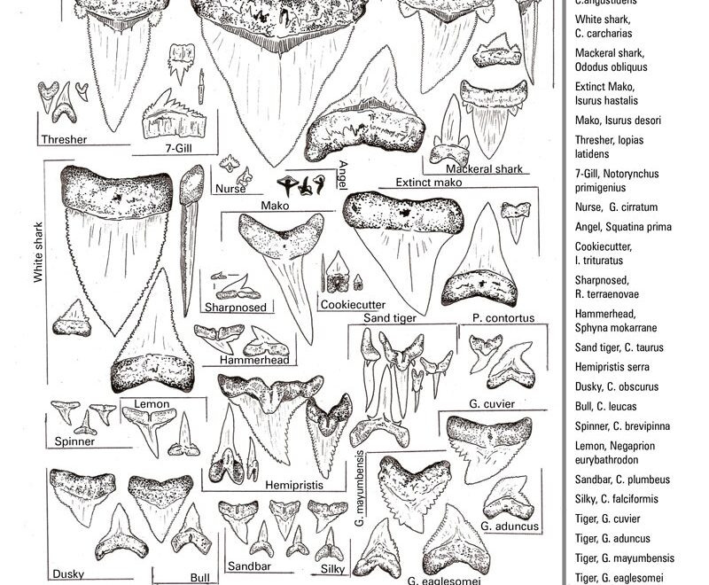 Fossil ID Sheets By Russell Brown Florida Fossil Hunters