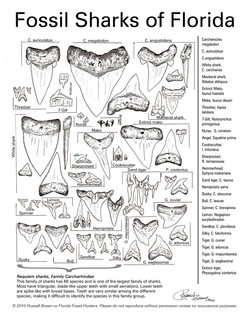Fossil ID Sheets By Russell Brown Florida Fossil Hunters