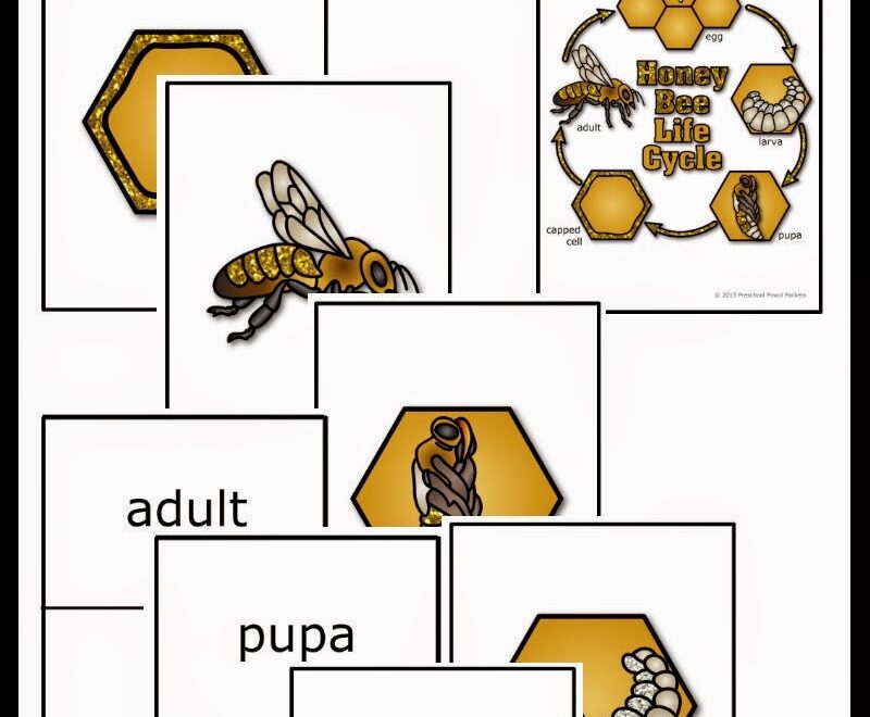 FREE Honey Bee Life Cycle Cards