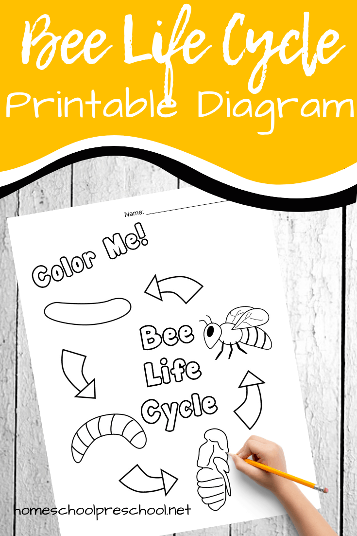 Free Printable Honey Bee Life Cycle Diagram