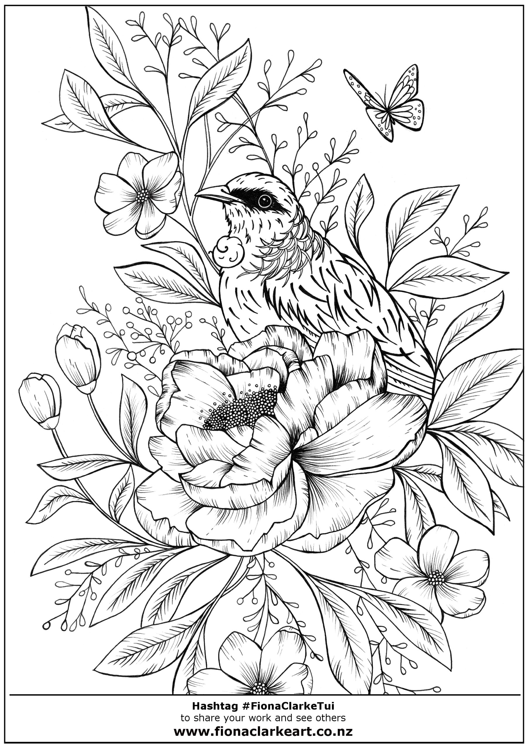 Free Tui Bird Colouring Page Colouring FionaClarkeART co nz
