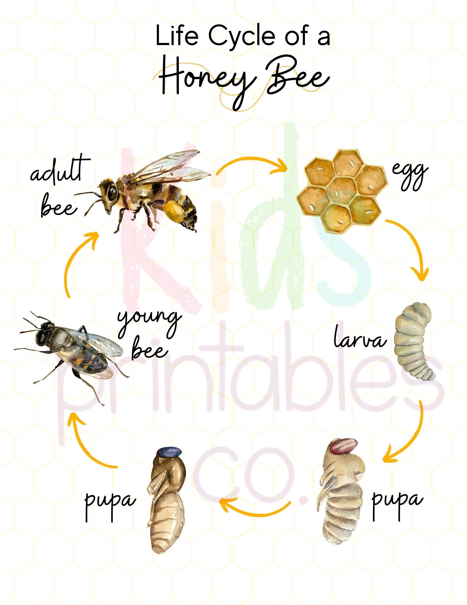 Honey Bee Life Cycle Watercolour Images Etsy