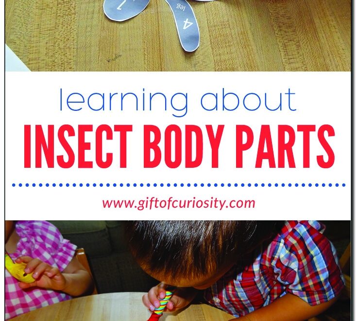 Learning About Insect Body Parts free Printable Gift Of Curiosity