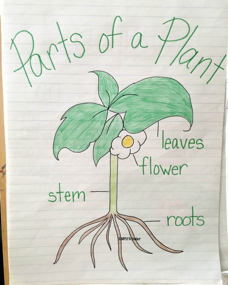 Parts Of A Plant Free Printable Simply Kinder