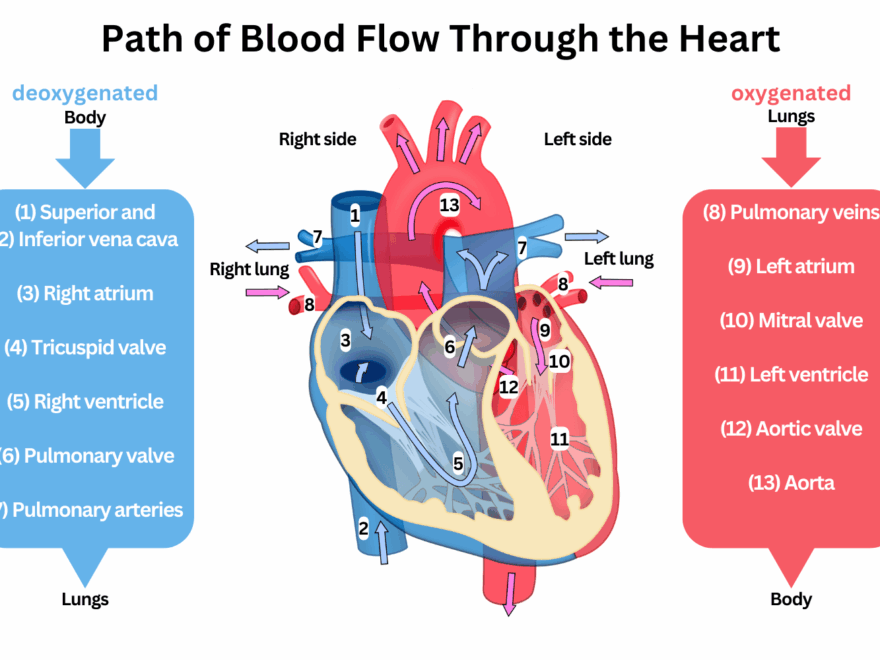 Path Of Blood Through The Heart