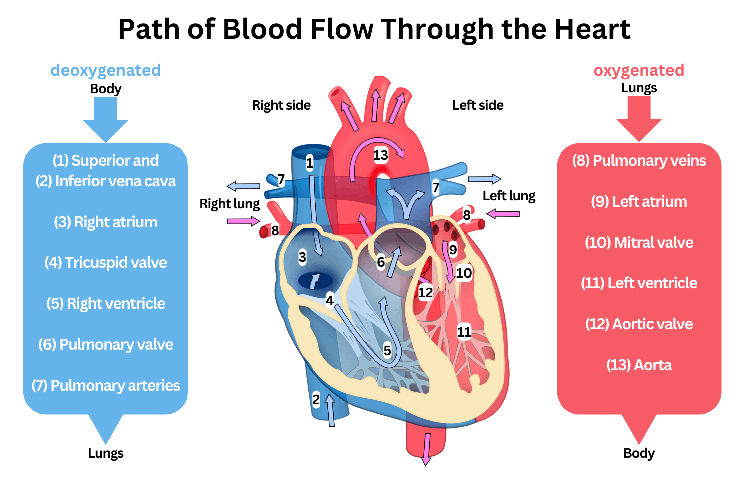 Path Of Blood Through The Heart