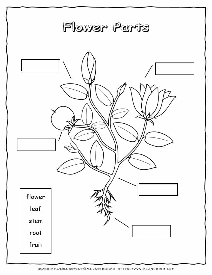 Plant Parts Worksheet Planerium