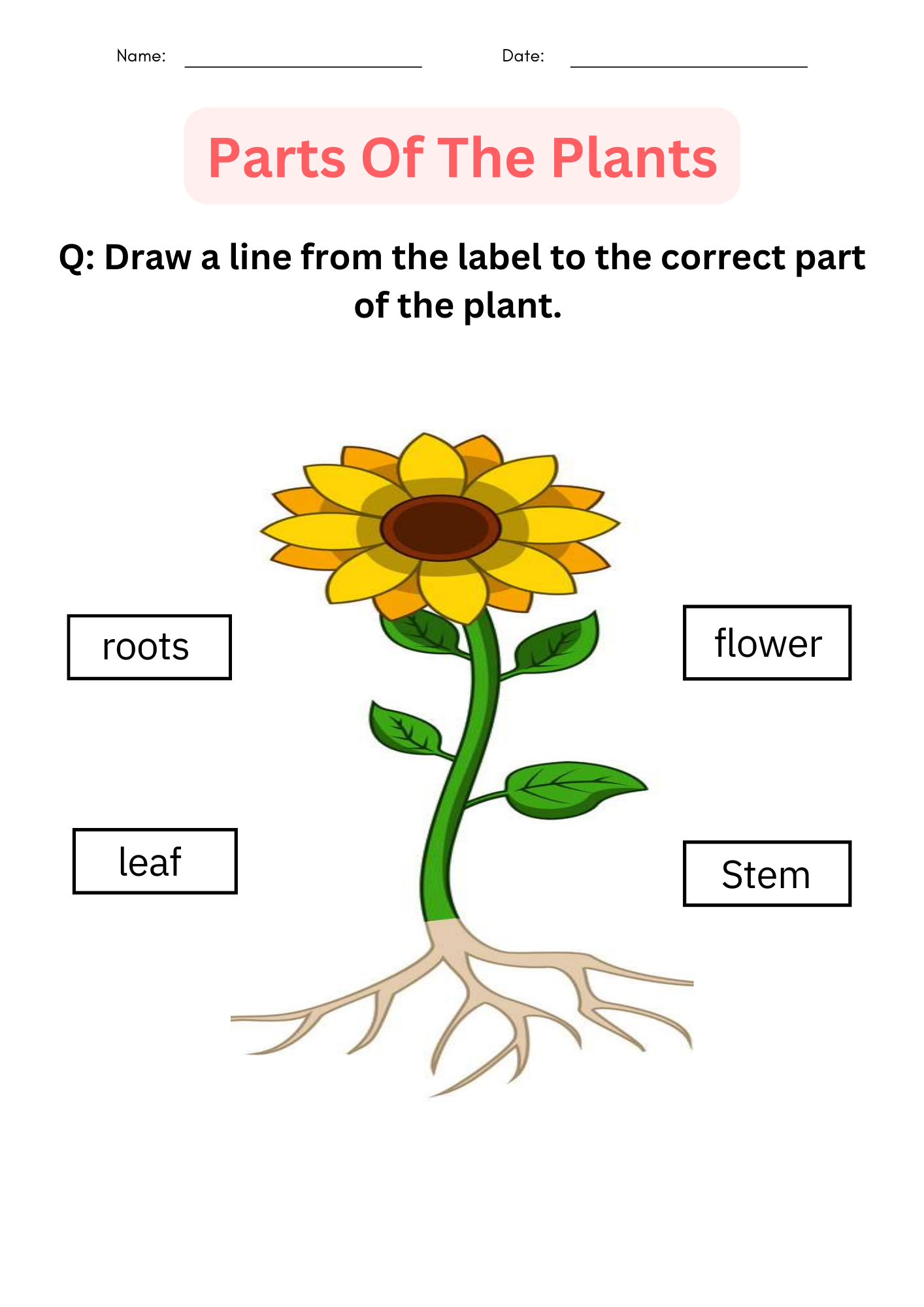 Parts Of A Plant Printable