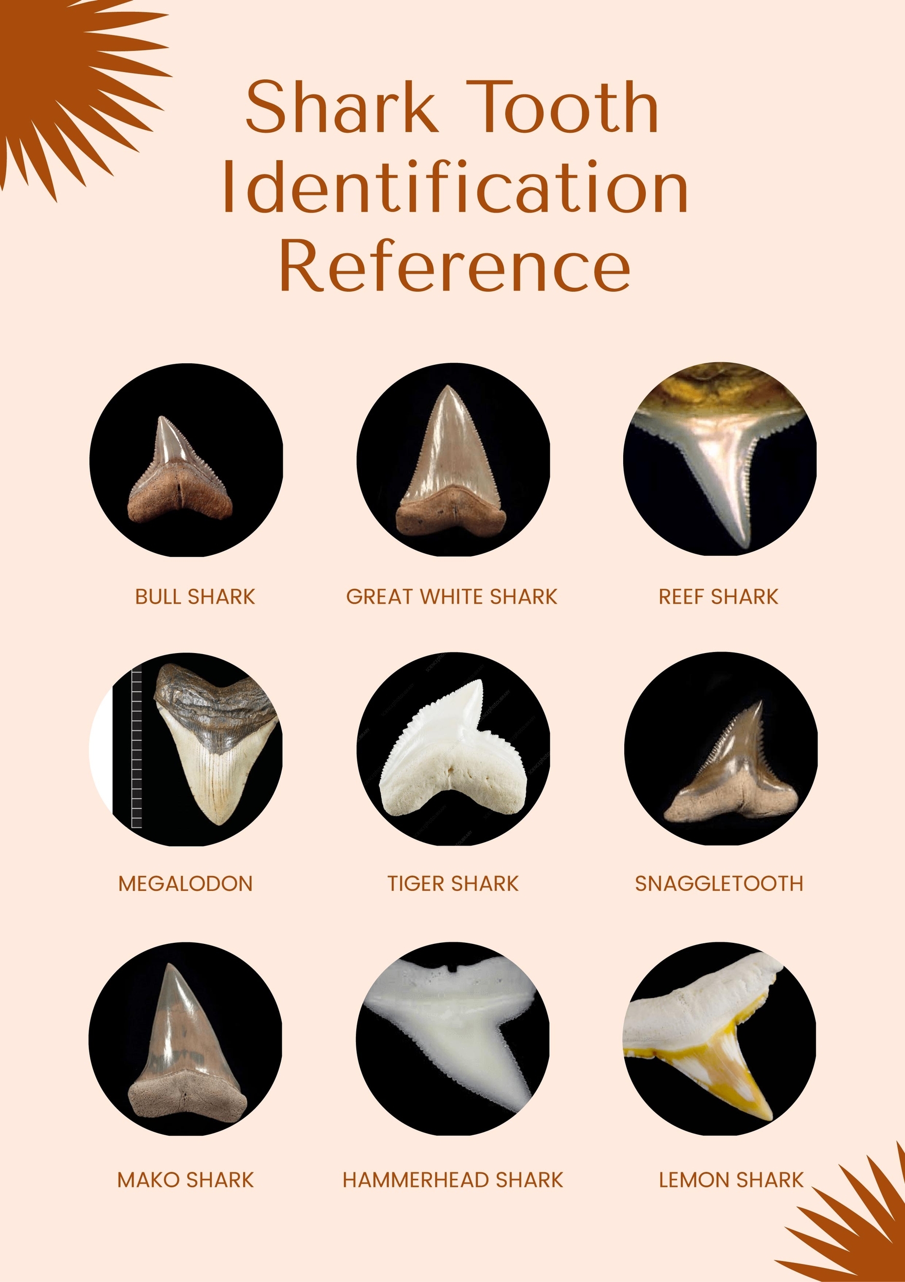 Shark Teeth Chart In Illustrator PDF Download Template