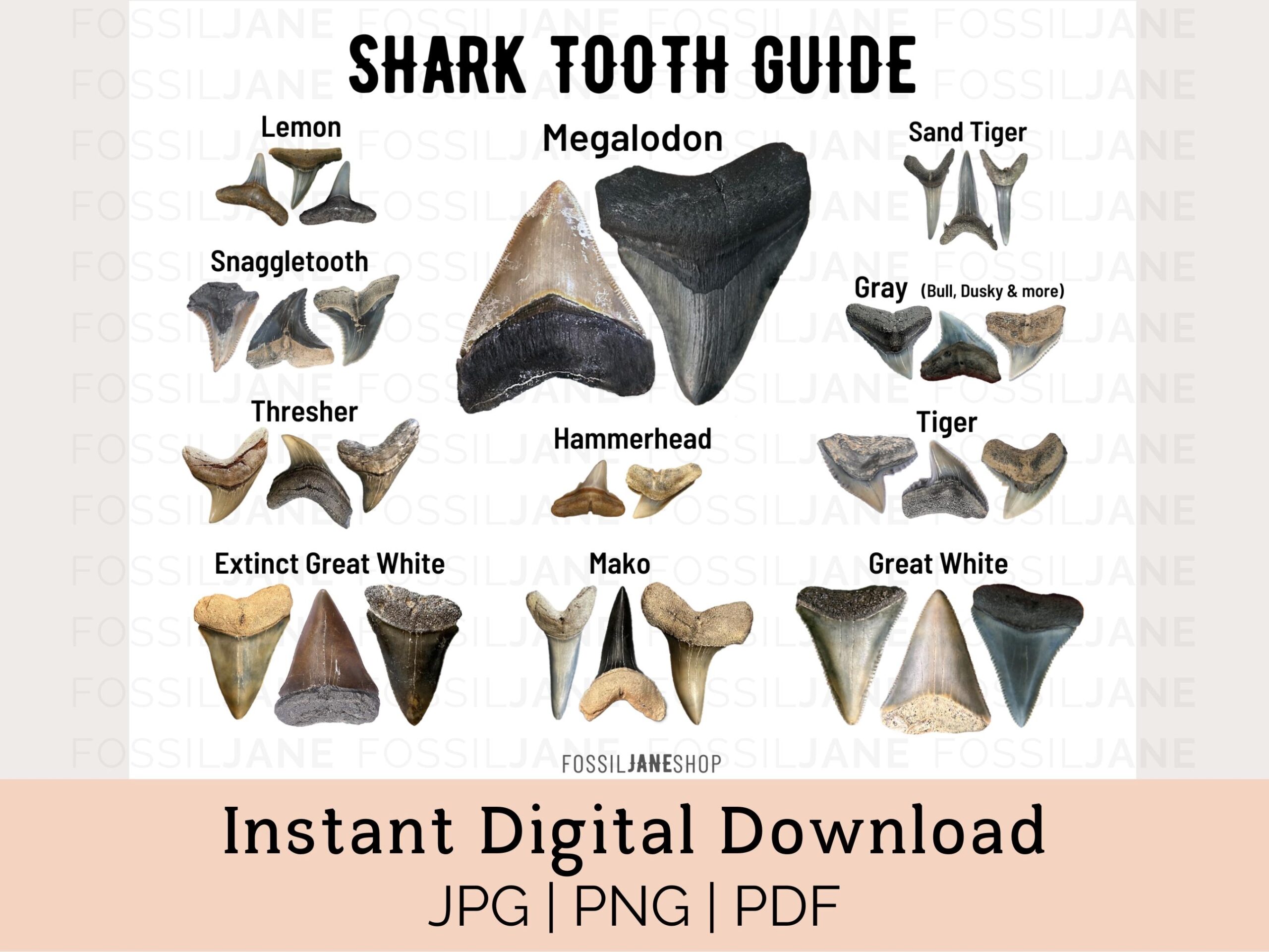 Shark Tooth Identification Guide Instant Download Fossil ID Card Digital Download Etsy