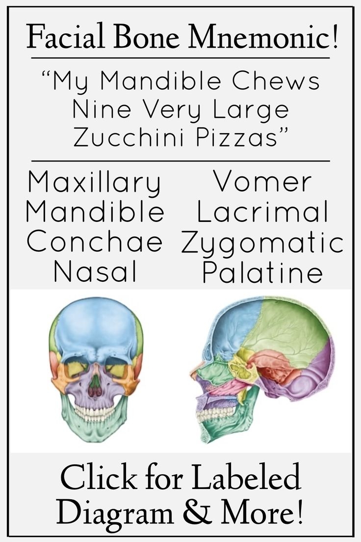 Skull Bone Mnemonic Anatomy Names Labeled Diagram Study Notes