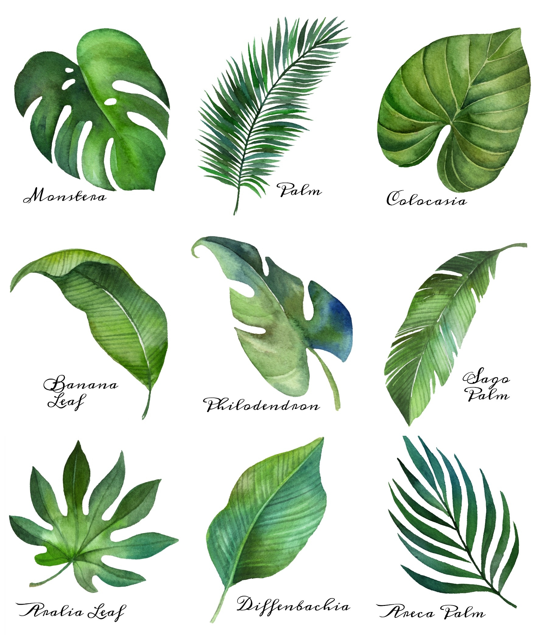 Free Printable Jungle Leaf Template